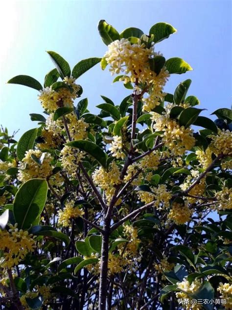 桂花風水|【風水桂花樹】答案在這裏 